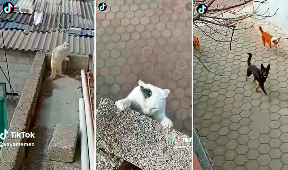 Usuarios se mostraron asustados por el final del gatito. Foto: composición LR/TikTok/@Vayamemez Usuarios se mostraron asustados por el final del gatito. Foto: composición LR/TikTok/@Vayamemez