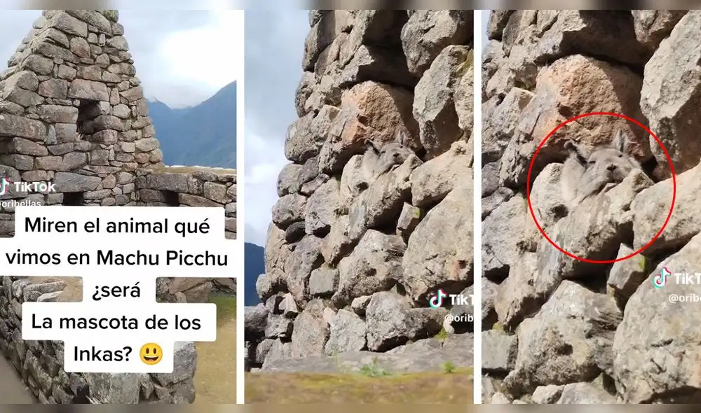 Los turistas quedaron asombrados con la belleza del animal, pero no reconocieron su especie. Foto: captura TikTok/@OriBellas