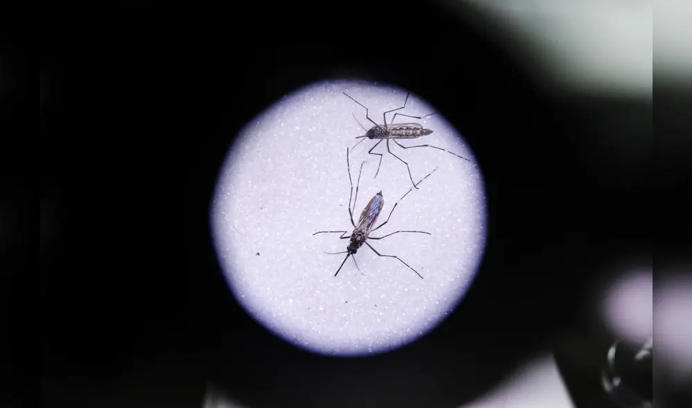 Especialistas en salud piden centrarse en labores de prevención. Foto: cortesía