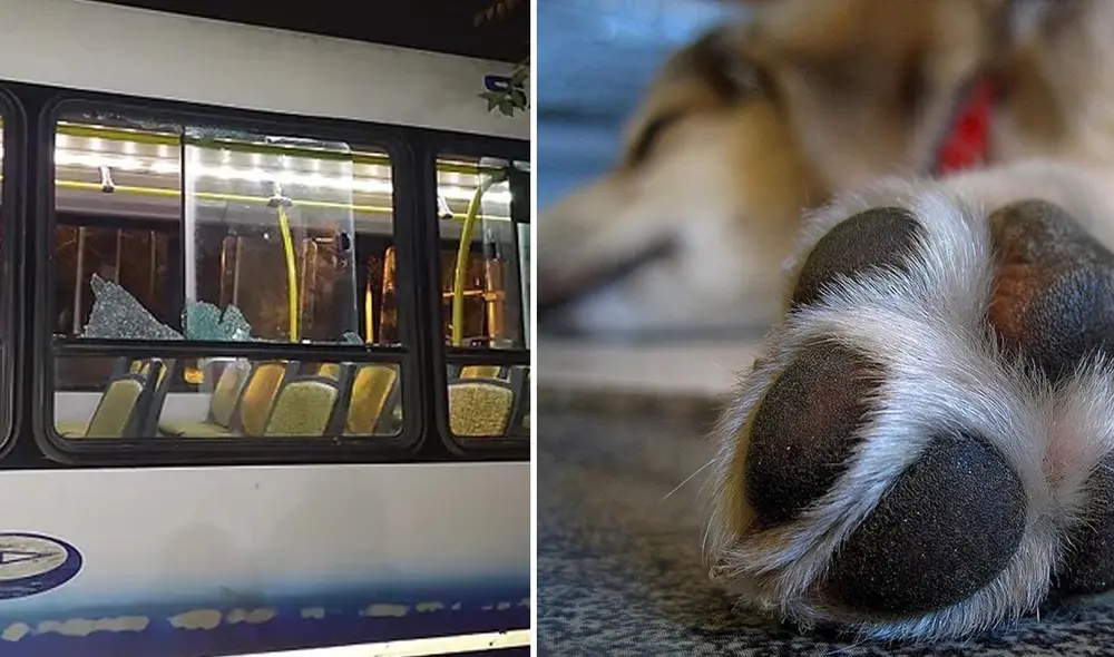 En Salta, un grupo de personas decidió apuñalar a un chofer tras atropellar a un perro. Foto: referencial/Hola Salta/Coco y Maya En Salta, un grupo de personas decidió apuñalar a un chofer tras atropellar a un perro. Foto: referencial/Hola Salta/Coco y Maya