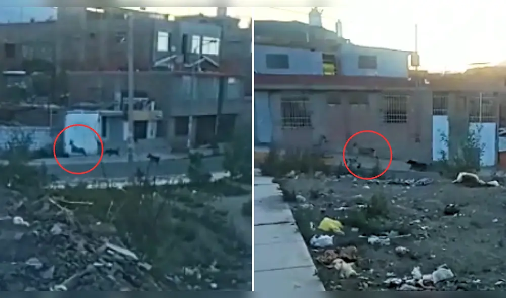 Venado silvestre escapando de canes en calles de Arequipa. Foto: Composición LR/La República. Venado silvestre escapando de canes en calles de Arequipa. Foto: Composición LR/La República.