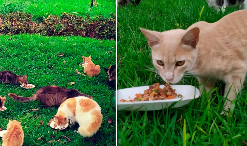 Aproximadamente, 100 gatos serán beneficiados por la Municipalidad de Miraflores. Foto: Gatos_Kennedy/Twitter
