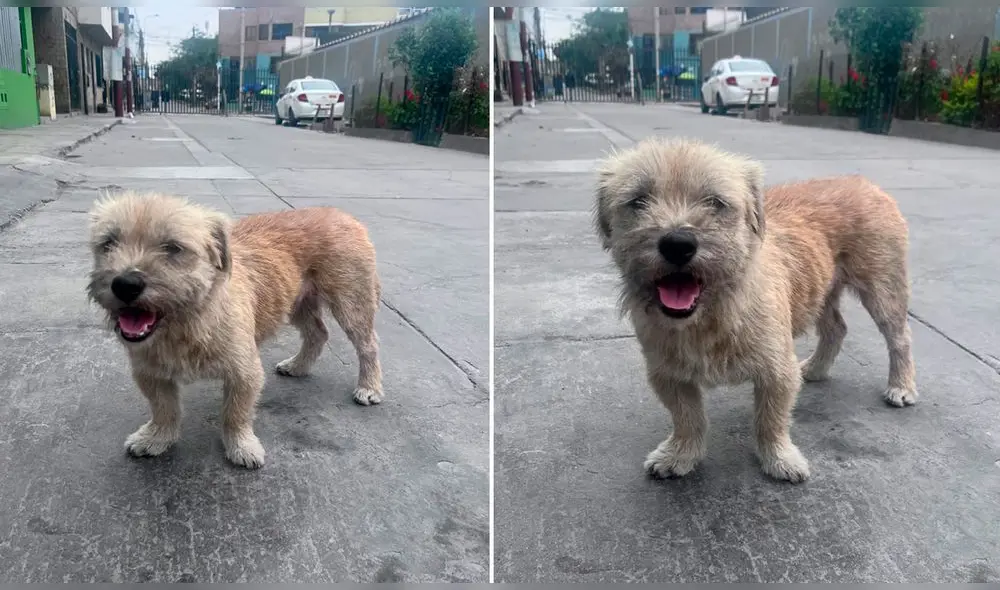 La perrita tiene aproximadamente 1 año y está esterilizada. Foto: cortesía