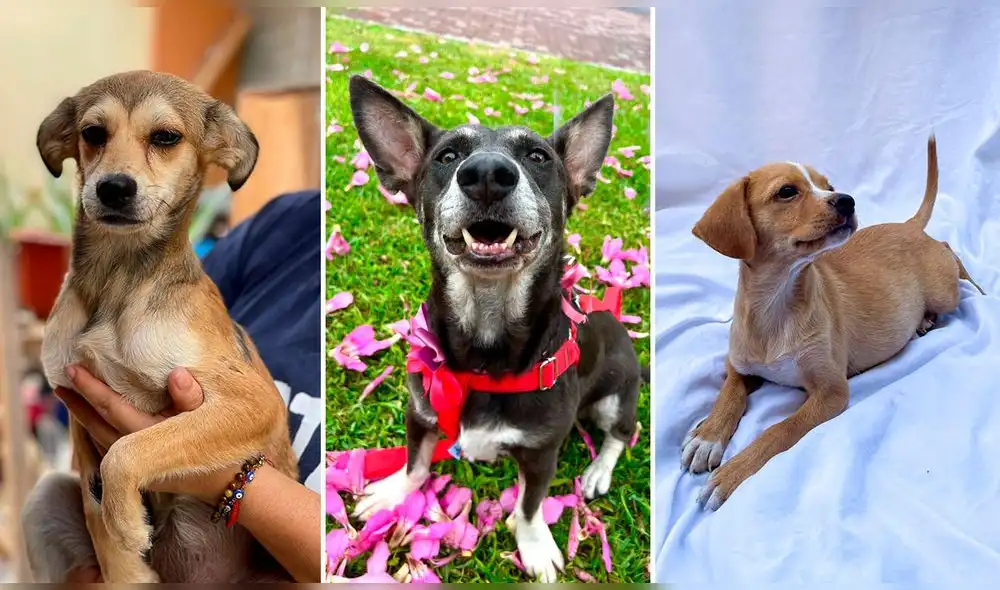 El sábado 6 y el domingo 7 se realizará la campaña de adopción. Runruna, Lobita y Caramelo son algunos de los cachorros que buscan hogar. Fotos: composición LR/Fundación Rayito