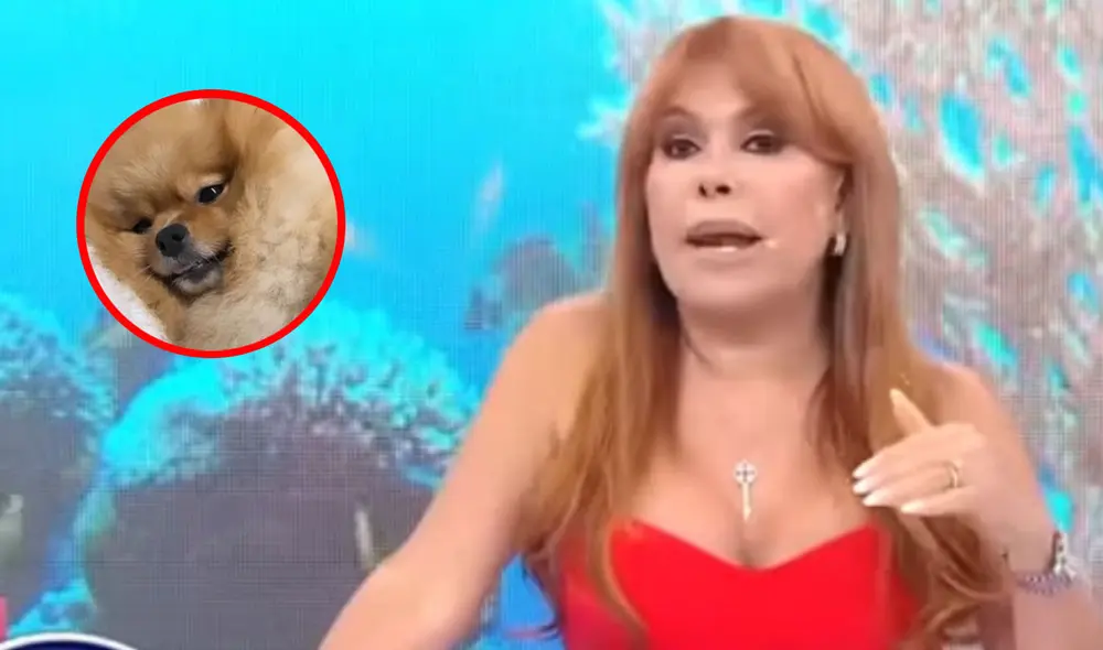 Magaly Medina contó emocionada que su Chanel dio a luz a tres cachorros. Foto: ATV/Instagram Magaly Medina