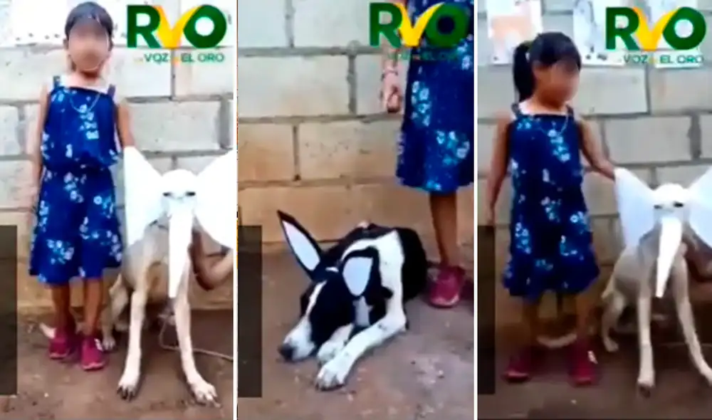 Los perritos se mostraron dispuestos a colaborar con la tarea de la nena. Foto: composición de LR/captura de TikTok/@Muñy