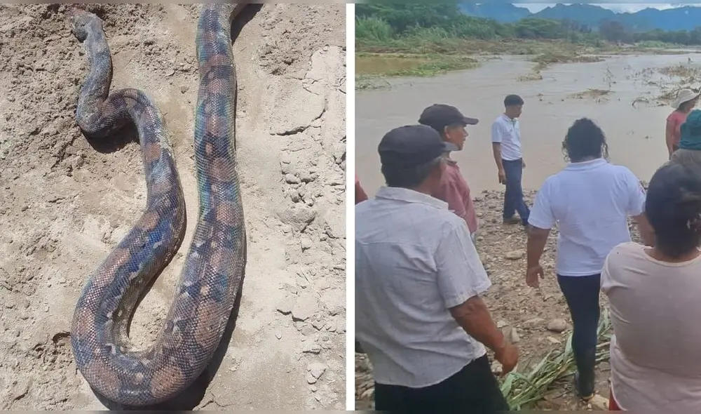 El reptil fue encontrado por el agricultor. Foto: Último Minuto