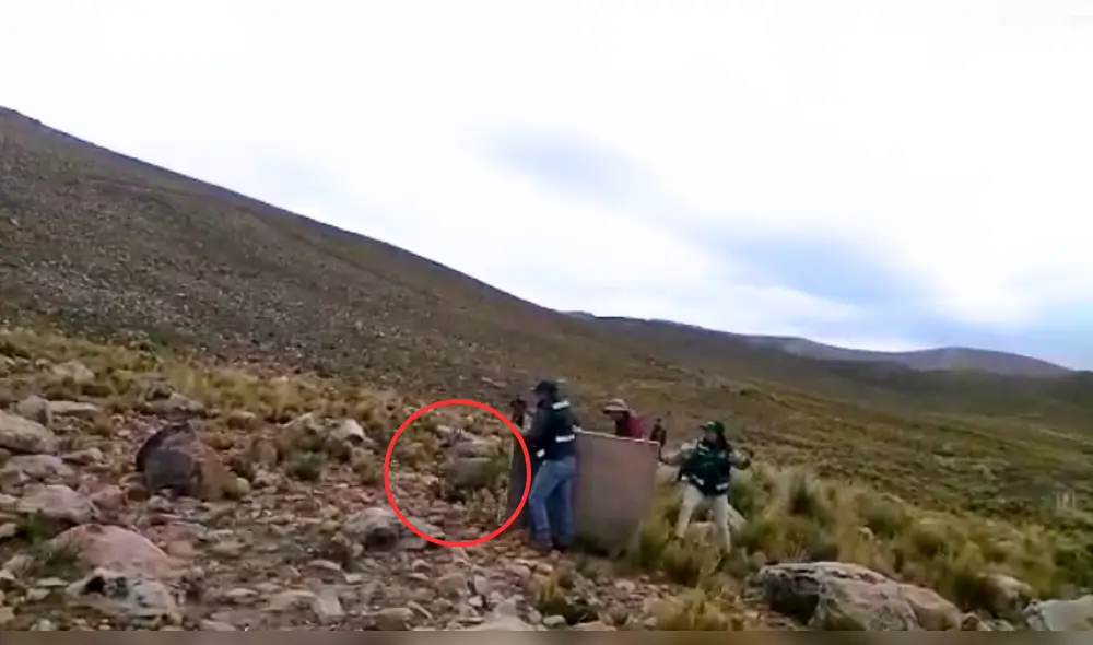 Venado silvestre fue liberado por personal de Serfor. Foto: captura de video/Serfor