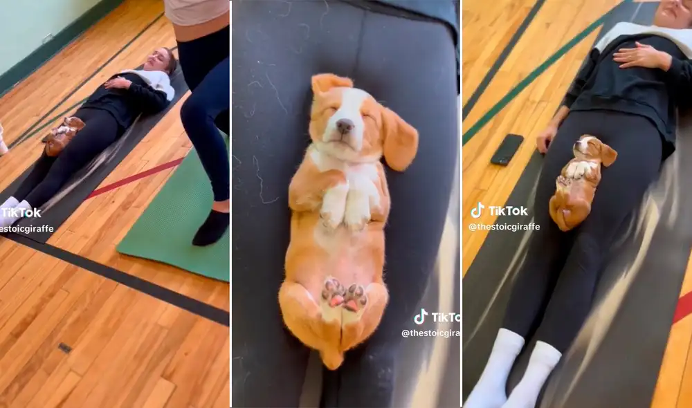 En una tierna posición, el pequeño can sorprendió a varios usuarios. Foto: composición LR / capturas de TikTok / @thestoicgiraffe