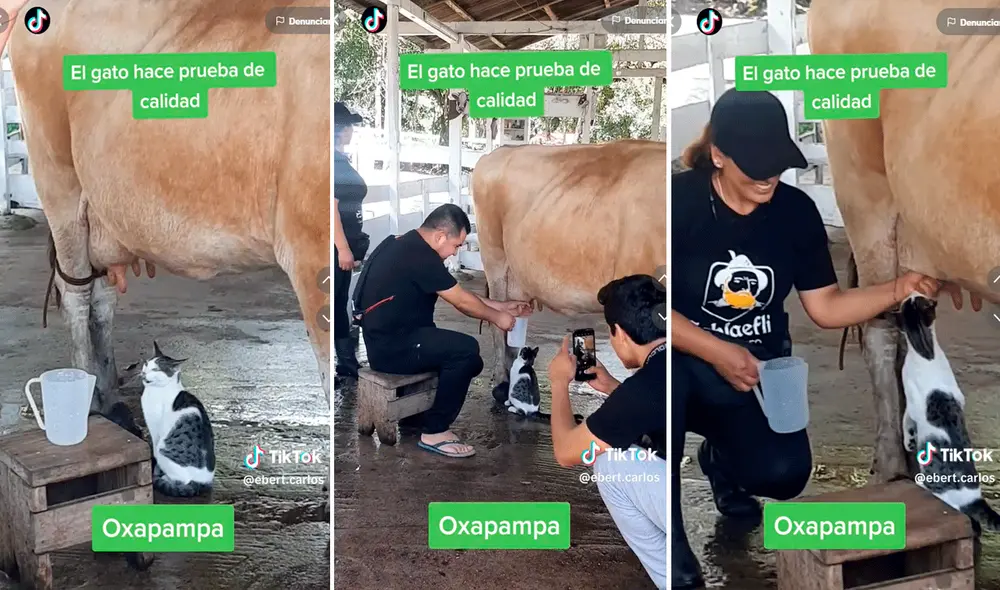 El minino estaba preparado para recibir su porción de leche. Foto: composición LR/captura de TikTok/@Ebert.carlos