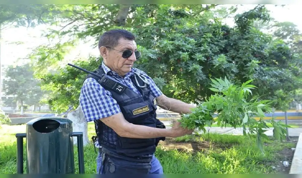 Encuentran marihuana en Piura. Foto: Juan Nunura Encuentran marihuana en Piura. Foto: Juan Nunura