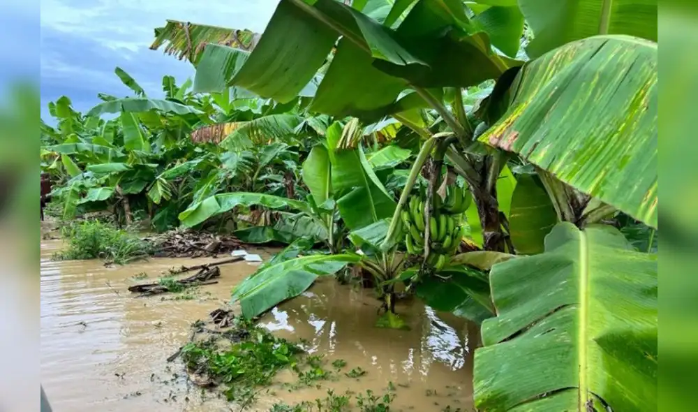 El Seguro Agrícola cubrirá en Tumbes alrededor de 3.500 hectáreas afectadas por S/ 1,2 millones. Foto; Andina El Seguro Agrícola cubrirá en Tumbes alrededor de 3.500 hectáreas afectadas por S/ 1,2 millones. Foto; Andina