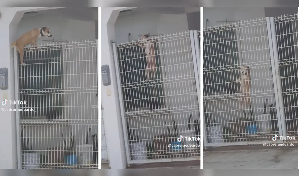 El video tiene alrededor de 7.000 visualizaciones. Foto: composición LR/ TikTok/ @CabreraEduardo_ El video tiene alrededor de 7.000 visualizaciones. Foto: composición LR/ TikTok/ @CabreraEduardo_