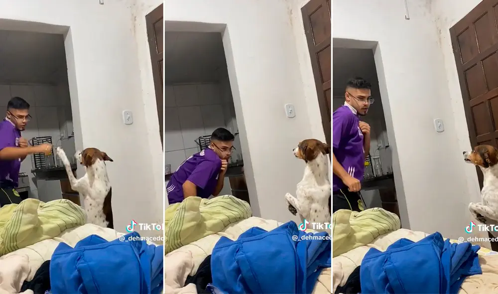 El can mostraba sus dientes mientras peleaba con su dueño. Foto: composición LR / capturas de TikTok / @_dehmacedo5