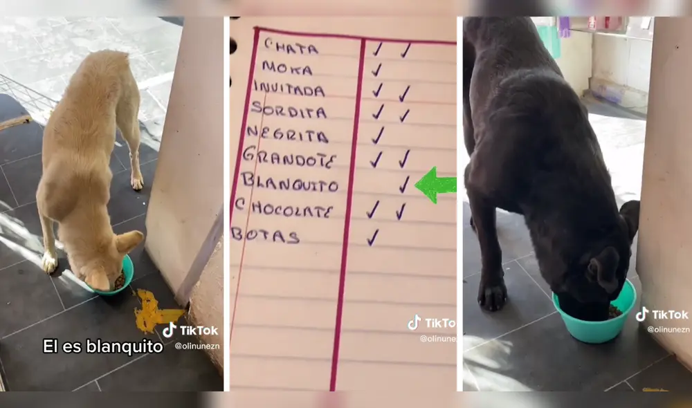 Perritos reciben dos porciones de comida durante el día. Foto: composición LR/@Olinunezn/TikTok