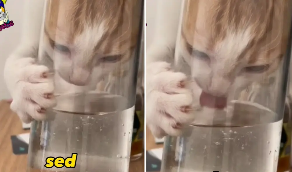 Los gatos suelen consumir 80 mililitros de agua por cada kilo que pesan. Foto: composición LR/Aristoggatos/Facebook. Video: Aristoggatos/Facebook