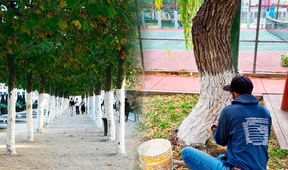 Pintar los árboles de blanco es una práctica común tanto en Perú como en el resto de Latinoamérica. Foto: composición La República/IMER México/Contraste Pintar los árboles de blanco es una práctica común tanto en Perú como en el resto de Latinoamérica. Foto: composición La República/IMER México/Contraste