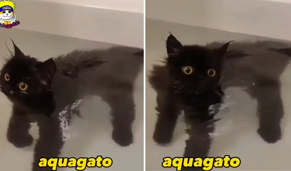 El pequeño gato negro llamó la atención y causó mucha ternura en los internautas. Foto: composición LR/Aristoggatos/Facebook/ Video: Aristoggatos/Facebook El pequeño gato negro llamó la atención y causó mucha ternura en los internautas. Foto: composición LR/Aristoggatos/Facebook/ Video: Aristoggatos/Facebook