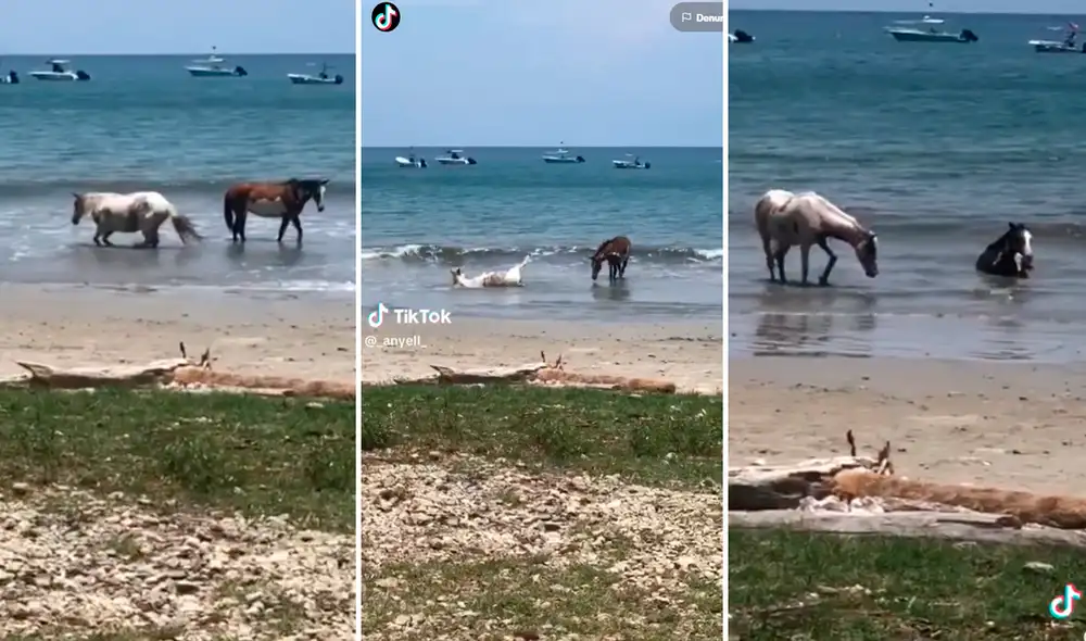 Las imágenes emocionaron a miles, pues al parecer, los animales disfrutaban el momento. Foto: Composición de LR/TikTok/@_anyell_ Las imágenes emocionaron a miles, pues al parecer, los animales disfrutaban el momento. Foto: Composición de LR/TikTok/@_anyell_
