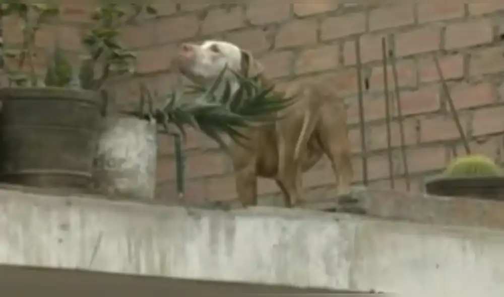 Vecinos del AA. HH. Ciudad de los Constructores viven con temor de que el perro ataque a los niños. Vecinos del AA. HH. Ciudad de los Constructores viven con temor de que el perro ataque a los niños.