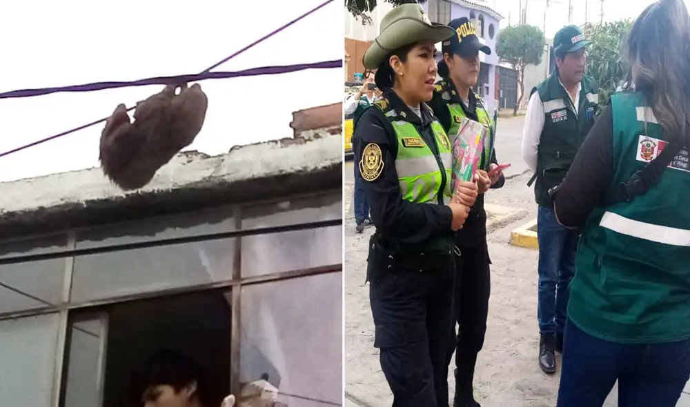 Serfor y Policia de Ambiente en las afueras de domicilio. Foto: Serenazgo MPA Serfor y Policia de Ambiente en las afueras de domicilio. Foto: Serenazgo MPA