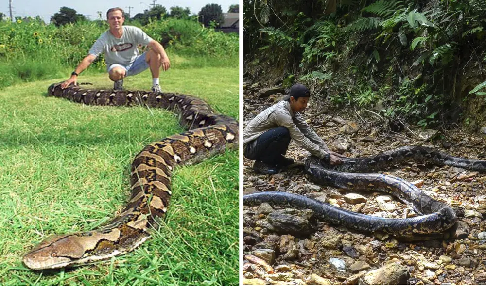La pitón reticulada se alimenta de reptiles y no es venenosa. Foto: composición LR/EURACTIV/AFP La pitón reticulada se alimenta de reptiles y no es venenosa. Foto: composición LR/EURACTIV/AFP