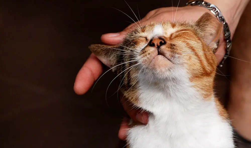 Científicos franceses han encontrado la mejor forma de comunicarse con los felinos. Foto: SFGATE Científicos franceses han encontrado la mejor forma de comunicarse con los felinos. Foto: SFGATE
