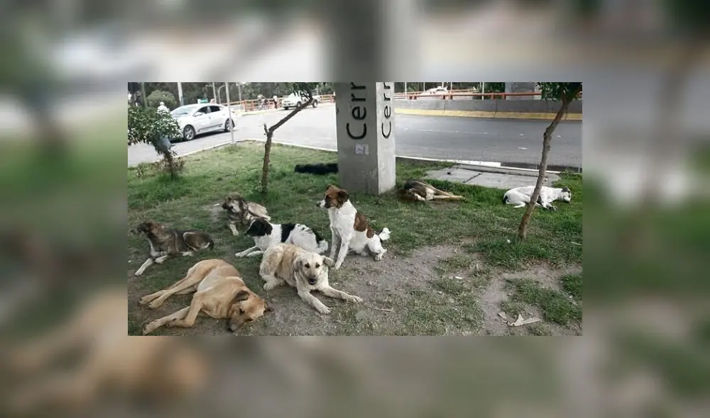 Perros que se encuentren en las calle serán llevados al canil municipal. Foto: La República