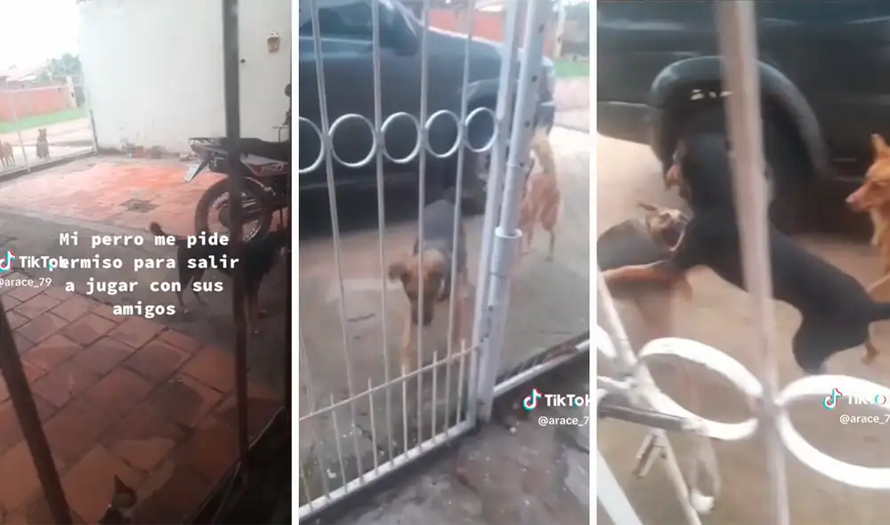 Sus amigos lo esperaban en la reja de su casa para jugar. Foto: composición LR / capturas de TikTok / @arace_79 Sus amigos lo esperaban en la reja de su casa para jugar. Foto: composición LR / capturas de TikTok / @arace_79