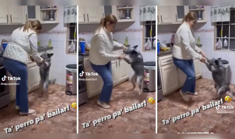 Perrito se robó las miradas de miles en TikTok. Foto: composición LR/ TikTok/ @elpubertito1