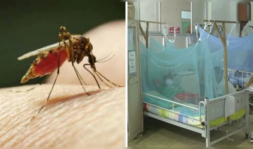 El Minsa indicó que existen más de 69,000 casos de dengue en el Perú. Foto: difusión/composición LR El Minsa indicó que existen más de 69,000 casos de dengue en el Perú. Foto: difusión/composición LR