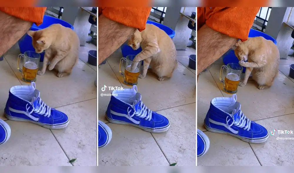 Gatito causa sensación en redes sociales por la curiosa escena que protagoniza. Foto: composición LR/ TikTok/ @maienea Gatito causa sensación en redes sociales por la curiosa escena que protagoniza. Foto: composición LR/ TikTok/ @maienea