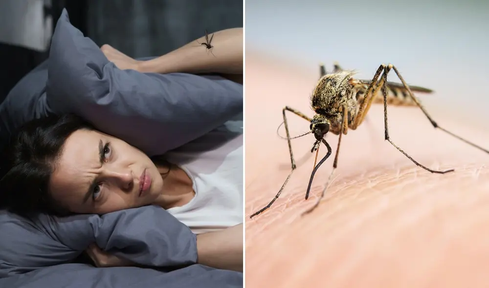 El particular zumbido que hacen los mosquitos se debe a la velocidad de sus aleteos. Foto: composición LR/Freepik/Grupo Gramma