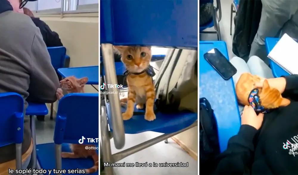 Los compañeros apoyaron para que el gatito pueda quedarse tranquilo en el salón. Foto: composición LR / capturas de TikTok / @ottocat.cl