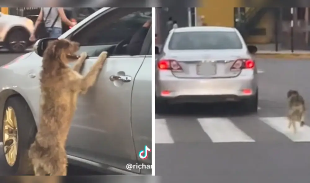 El can no deja de perseguir al taxi. Foto: composición LR/ captura de TikTok