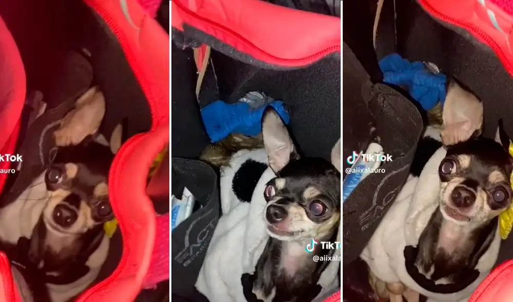 La mascota se lanzaba a morderla cada vez que la joven intentaba sacar dinero. Foto: composición LR / capturas de TikTok / @aiixalauro La mascota se lanzaba a morderla cada vez que la joven intentaba sacar dinero. Foto: composición LR / capturas de TikTok / @aiixalauro