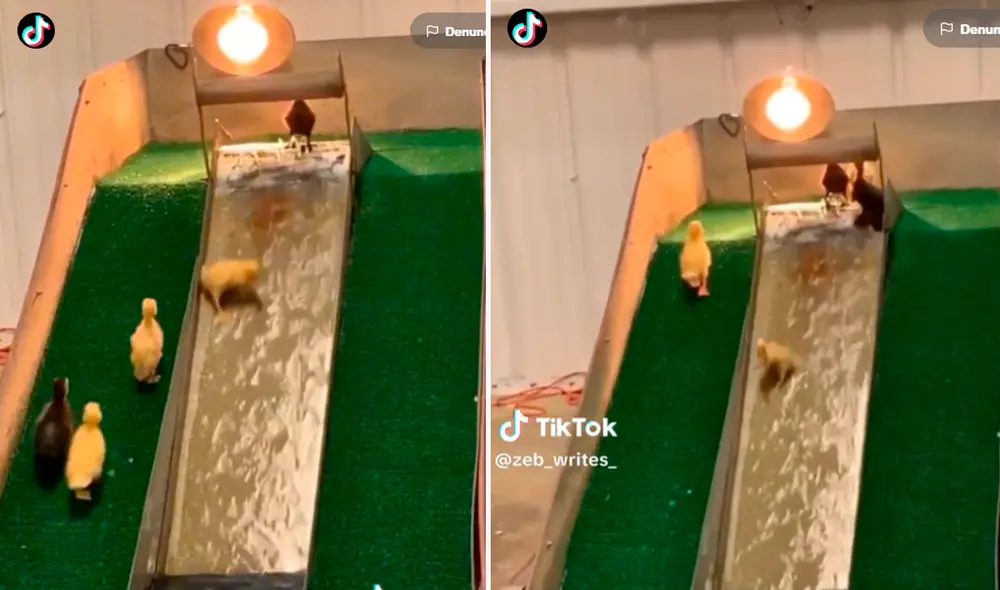 Las imágenes conmovieron los corazones de miles en redes. Foto: Composición de LR/TikTok/@Zeb_writes_