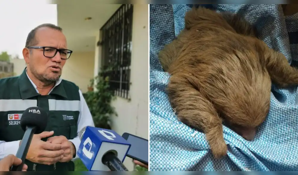 Oso perezoso fue hallado en pésimas condiciones. Foto: composición LR/HBA Noticias