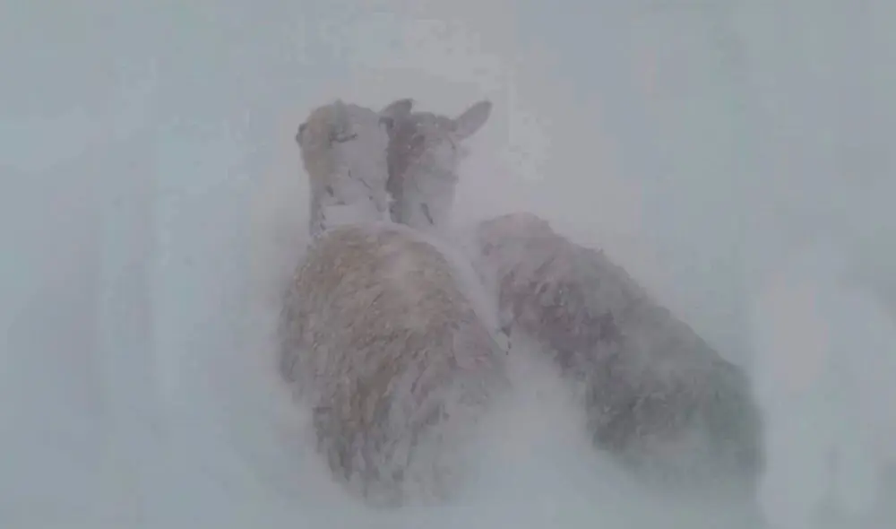 Caylloma es un los distrito afectado por la nevada en la región. Foto: Sala de Noticias