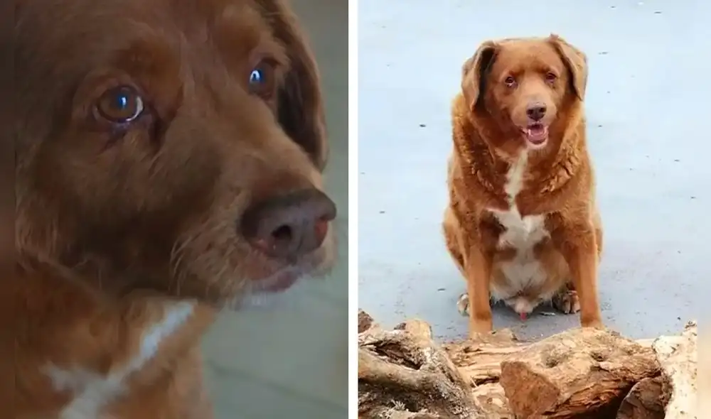 Bobi, el can portugués que nació en mayo de 1992. Foto: Composición LR/ AFP/ Guiness World Records Bobi, el can portugués que nació en mayo de 1992. Foto: Composición LR/ AFP/ Guiness World Records