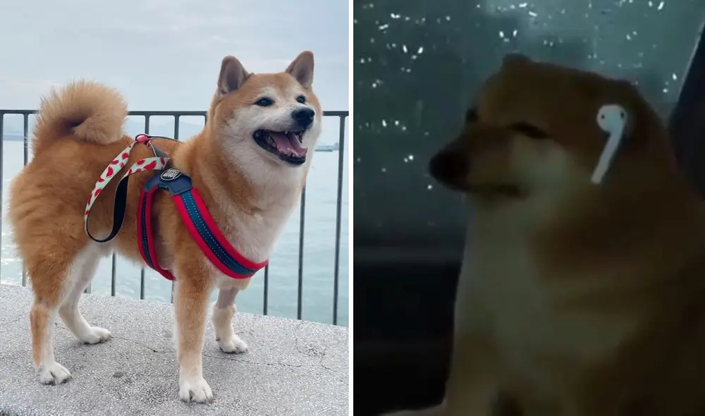 ‘Cheems’, en realidad, se llama Balltze. Foto: composición LR/Balltze/Instagram/Reddit