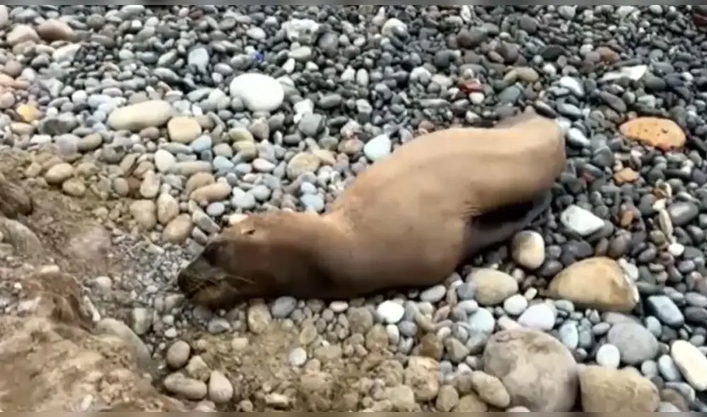 Por el tamaño del animal, se estima que podría ser la cría de un lobo marino. Foto: Canal N Por el tamaño del animal, se estima que podría ser la cría de un lobo marino. Foto: Canal N