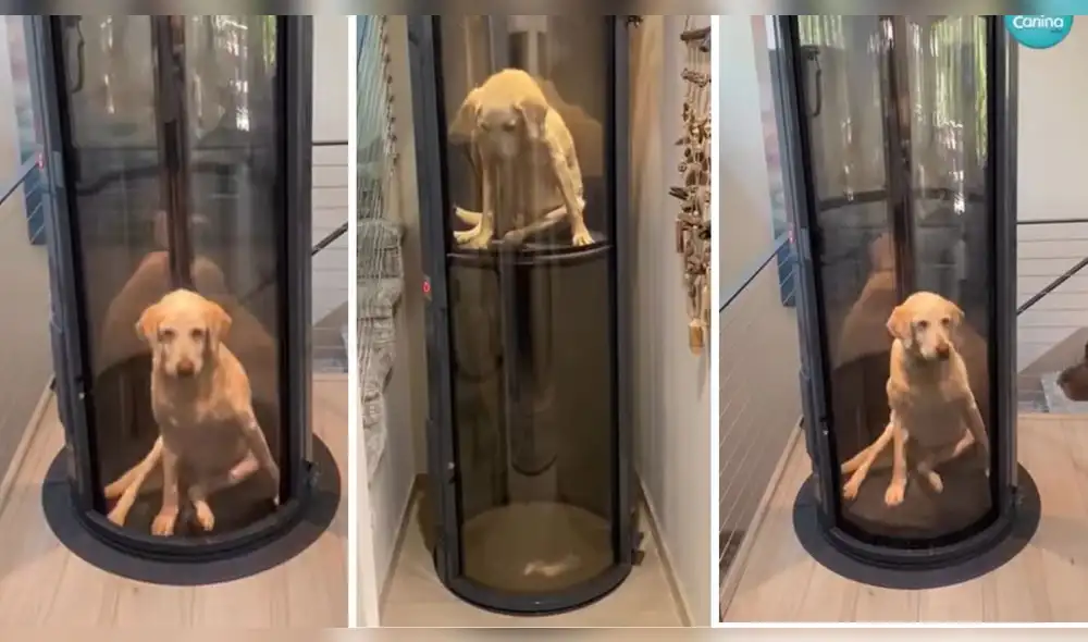 El video conmovió a los usuarios, quienes felicitaron a los dueños del can. Foto: captura Facebook/TSM Noticias El video conmovió a los usuarios, quienes felicitaron a los dueños del can. Foto: captura Facebook/TSM Noticias