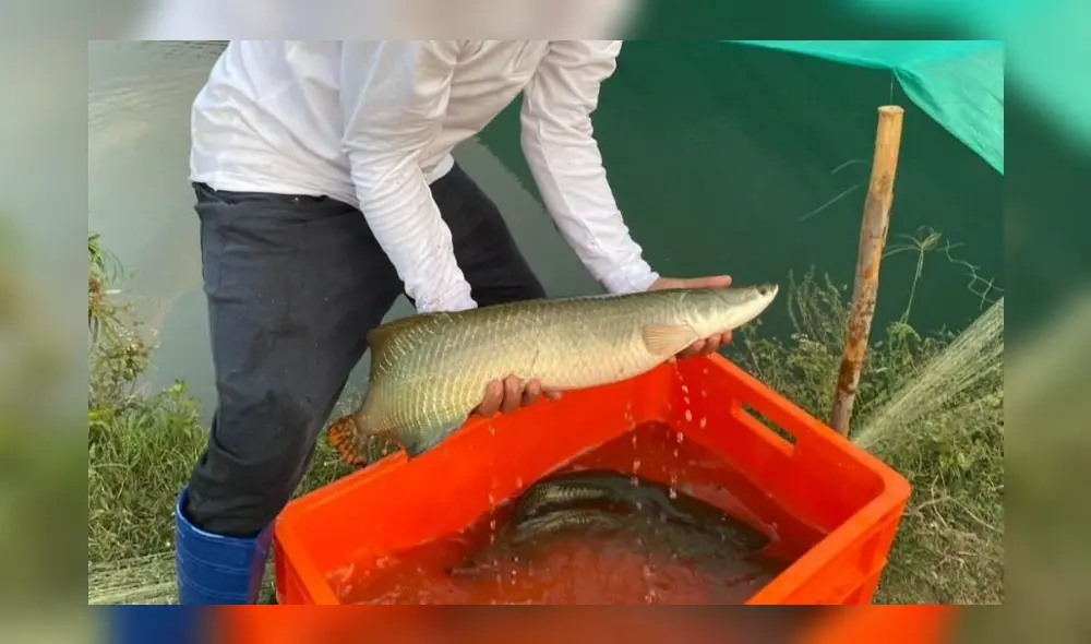 La acuicultura en el Perú genera más de 146.000 empleos para más de 584.000 personas. Foto: La República La acuicultura en el Perú genera más de 146.000 empleos para más de 584.000 personas. Foto: La República