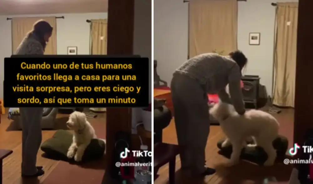 Miles de usuarios quedaron cautivados al ver esta escena. Foto: composición LR/TikTok