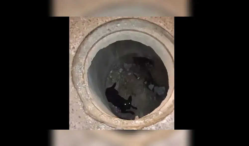 El animal fue rescatado después de algunas horas. Foto: Radio Americana