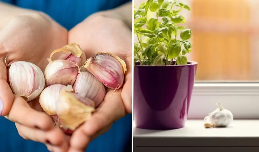 Conoce por qué es recomendable colocar dientes de ajos al borde de tu ventana. Foto: composición LR/Cocina Vital