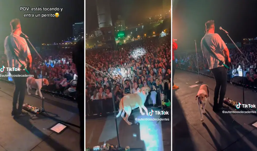 El perrito se robó el show durante concierto de Los Auténticos Decadentes. Foto: composición de LR/@Autenticosdecadentes/TikTok El perrito se robó el show durante concierto de Los Auténticos Decadentes. Foto: composición de LR/@Autenticosdecadentes/TikTok