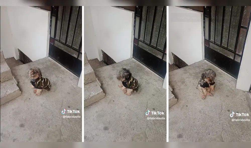 El can sorprendió a más de uno en redes sociales. Foto: composición LR/TikTok/@fabridavila
