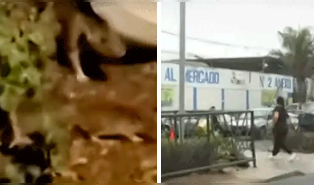 Roedores frente a Mercado N°2 Anexo. Foto: composición/captura de BDP